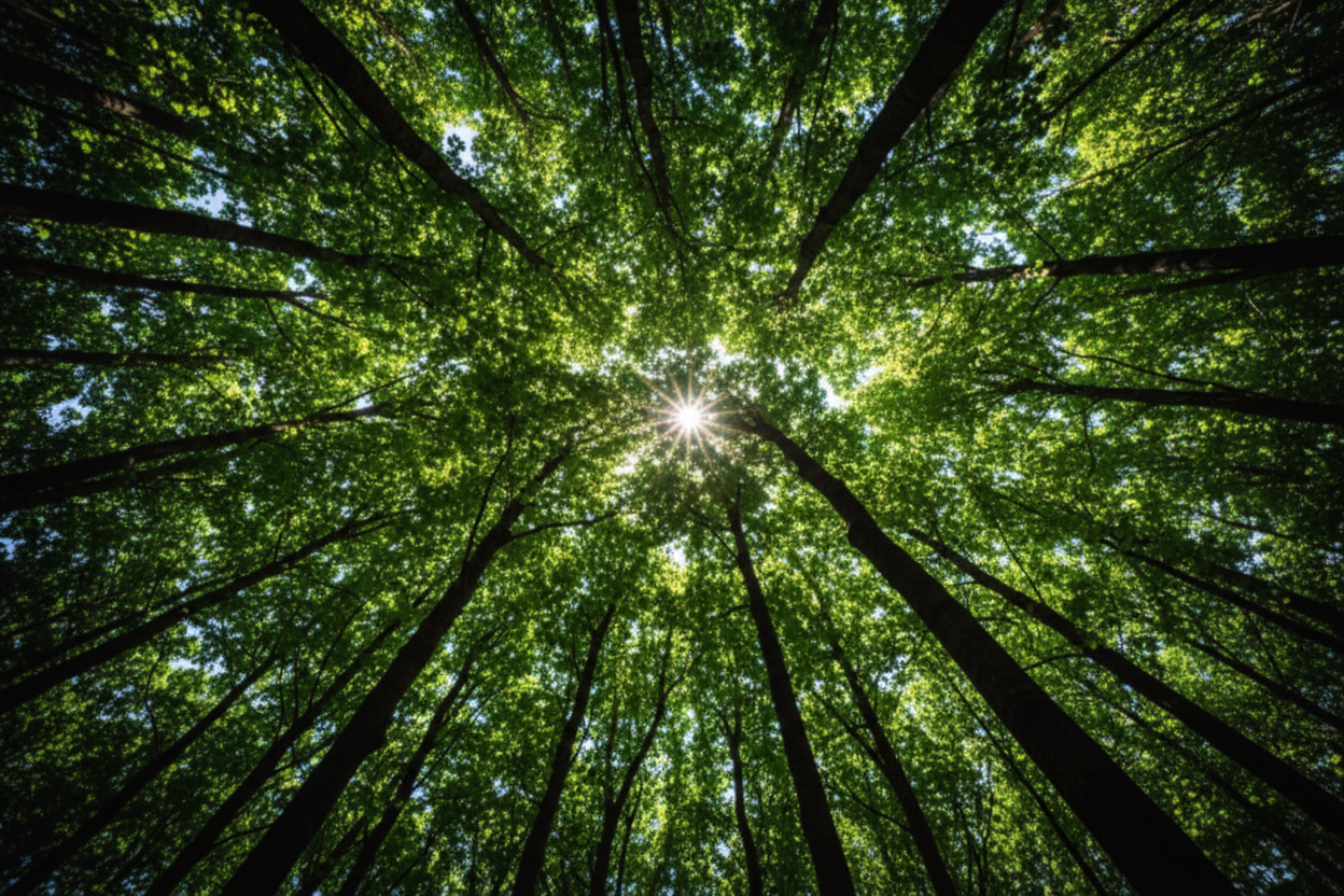 Forest Canopy Eco Background